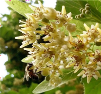 parfum tilleul